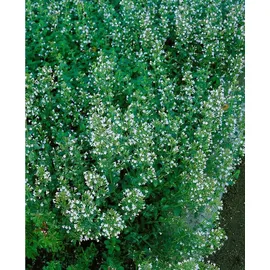 pflanzen-für-dich.de Staude Kleinblütige Bergminze Calamintha nepeta 'Blue Cloud' winterhart Freilandaufzucht