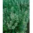 pflanzen-für-dich.de Staude Kleinblütige Bergminze Calamintha nepeta 'Blue Cloud' winterhart Freilandaufzucht