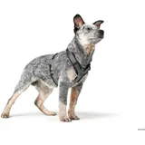 Hunter Maldon UP Hundegeschirr Schwarz/Grau XS-S