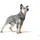 Hunter Maldon UP Hundegeschirr Schwarz/Grau XS-S