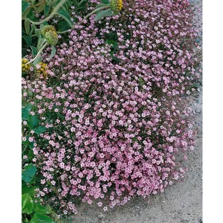 Pflanzen Für Dich Gypsophila repens 'Rosa Schönheit', ca. 9x9 cm Topf