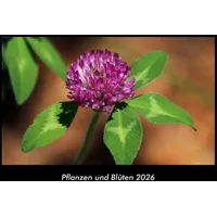 Vero Kalender Pflanzen und Blüten 2026 Fotokalender DIN A3