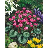 Pflanzen Für Dich Cyclamen coum Ssp.coum Vorfrühlings-Alpenveilchen ca. 9x9