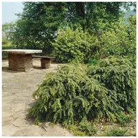Pflanzen Für Dich Berberis verruculosa, Berberitze, immergrün, 30–40 cm