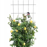 Kadax Rankgitter, für Garten, Metall 75x150 cm -