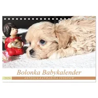 Calvendo Bolonka Babykalender 2026 (Tischkalender 2026 DIN A5 quer),