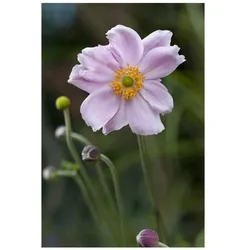 Anemone tomentosa 'Septemberglanz', Herbst-Anemone, rosa, ca. 9x9 cm Topf