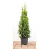 PlantaPro Thuja occidentalis 'Smaragd' 60–80 cm – Immergrün, Winterhart, Pflegeleicht – Lebensbaum – Heckenpflanze für Garten & Sichtschutz