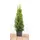 PlantaPro Thuja occidentalis 'Smaragd' 60–80 cm – Immergrün, Winterhart, Pflegeleicht – Lebensbaum – Heckenpflanze für Garten & Sichtschutz