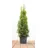 PlantaPro Thuja occidentalis 'Smaragd' 60–80 cm – Immergrün, Winterhart, Pflegeleicht – Lebensbaum – Heckenpflanze für Garten & Sichtschutz