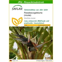 SAFLAX - Paradiesvogelblume (nicolai) - 5 Samen - Mit