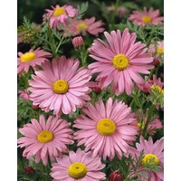 Pflanzen Für Dich Tanacetum coccineum 'Robinsons Rosa' ca. 9x9