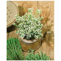 Thymus vulgaris 'Pinewood', Thymian, aromatisch, ca. 9x9 cm Topf