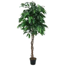 Europalms Dschungelbaum Mango, 180cm