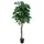Europalms Dschungelbaum Mango, 180cm