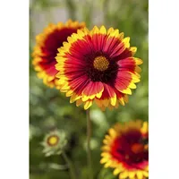 Pflanzen Für Dich Gaillardia x grandiflora 'Arizona Sun' Kokardenblume,