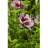 Pflanzen Für Dich Hibiscus syriacus 'Russian Violet', Gartenhibiskus, violett,