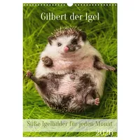 Calvendo Gilbert der Igel (Wandkalender 2026 DIN A3 hoch),