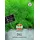 Sperli Dillsamen SPERLI's Sari 83996 - Aromatische Kräutersamen, Schnellwachsend & Ertragreich, Dill-Saatgut für Freiland & Hochbeet, Bienenfreundlich, Samen Gemüse, dill Samen