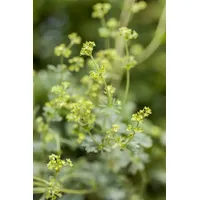 Pflanzen Für Dich Alchemilla erythropoda p 0,5