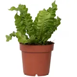 Plant in a Box Asplenium nidus 'Knusprige Welle' Ø 12 x 25-40 cm Grün