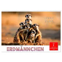 Calvendo Erdmännchen - coole Typen (Wandkalender 2026 DIN A2
