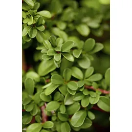 Pflanzen Für Dich Cotoneaster radicans Eichholz Kriechmispel, immergrün, ca. 9x9 cm Topf