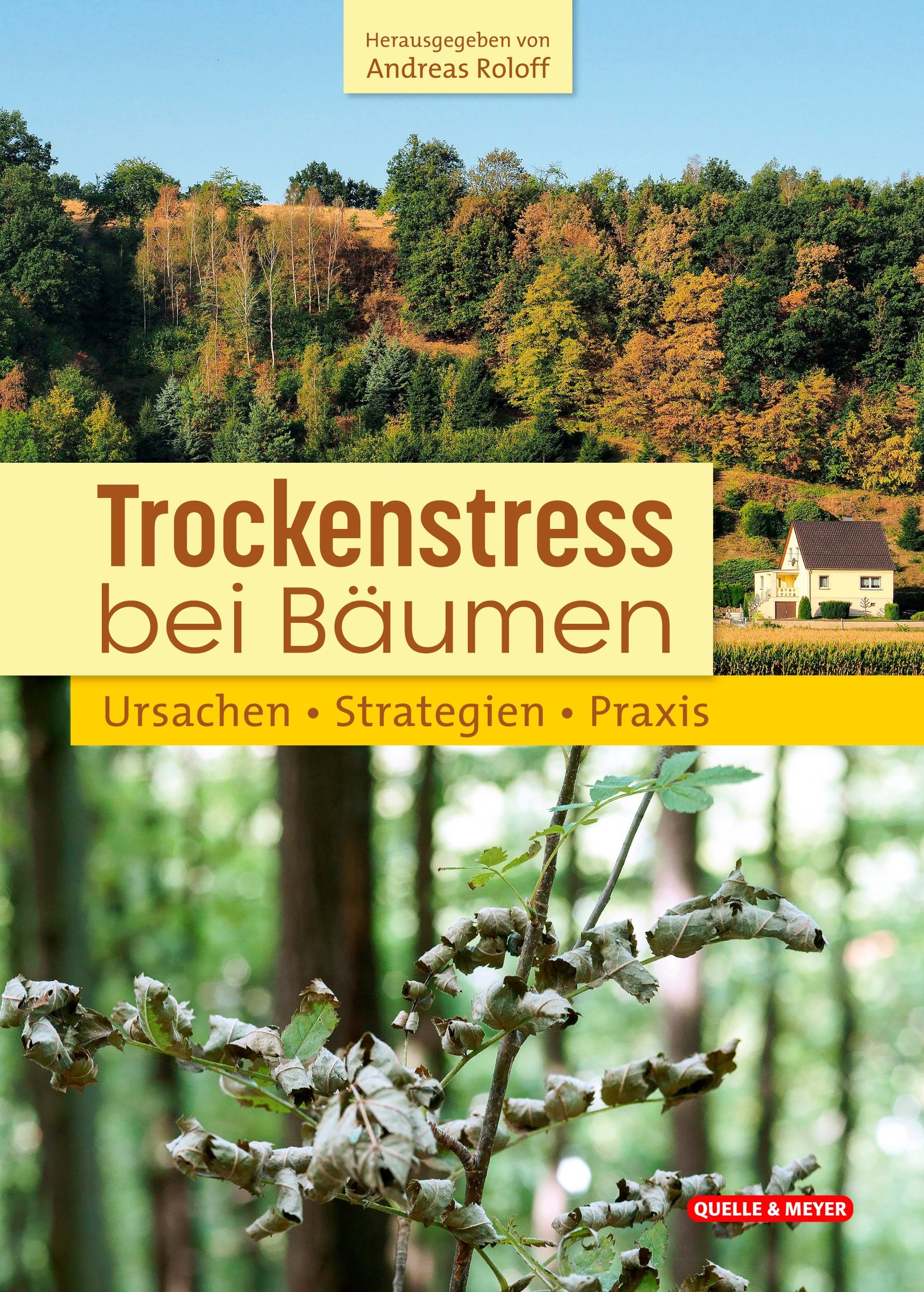 Trockenstress bei Bäumen – Ursachen, Strategien, Praxis