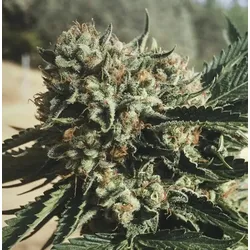 Sapphire OG