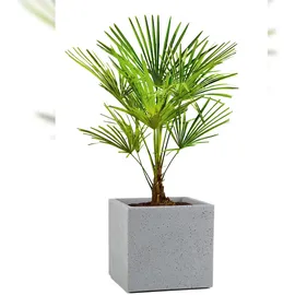 Scheurich C-Cub 240 38 x 38 x 33 cm stony grey