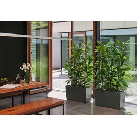 LECHUZA Cararo Komplettset 75 x 30 x 43 cm anthrazit metallic
