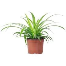Flowerbox Grünlilie 'Ocean' - pflegeleichte Zimmerpflanze, Chlorophytum Comosum - Höhe ca. 20 cm, Topf-Ø 12 cm