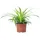 Flowerbox Grünlilie 'Ocean' - pflegeleichte Zimmerpflanze, Chlorophytum Comosum - Höhe ca. 20 cm, Topf-Ø 12 cm