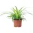Flowerbox Grünlilie 'Ocean' - pflegeleichte Zimmerpflanze, Chlorophytum Comosum - Höhe ca. 20 cm, Topf-Ø 12 cm