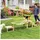 PawHut Agility-Hürde 4er-Set Hundetraining beige