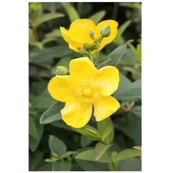 Hypericum 'Hidcote', Johanniskraut, leuchtend gelb, 30–40 cm