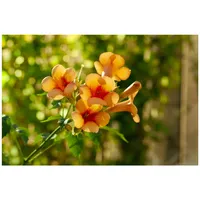 Pflanzen Für Dich Campsis radicans 'Indian Summer', Trompetenblume, orange,