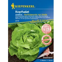 Kiepenkerl Kopfsalat Analena Saatband, Gemüsesamen - Kiepenkerl