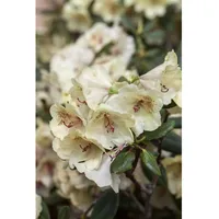 Pflanzen Für Dich Rhododendron Hybr. 'Viscy', Rhododendron, 30–40 cm