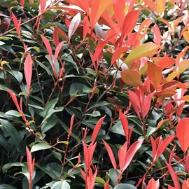 Plant in a Box - Photinia fraseri 'Red Robin' Höhe 30-40cm