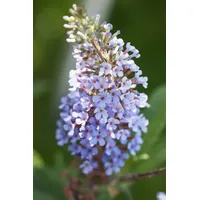 Pflanzen Für Dich Buddleja davidii 'Sky Blue', Schmetterlingsflieder, hellblau,