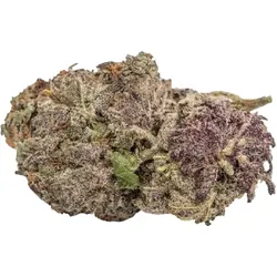 Growers Choice Ultra Violet GMO 3+1 Seeds Fem.