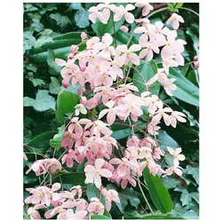 Clematis armandii 'Apple Blossom', immergrün, rosa Blüten, 100–150 cm