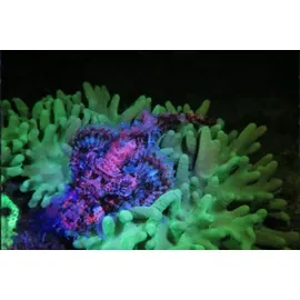 Scubapro Sea Dragon Fluoro-Dual Beam