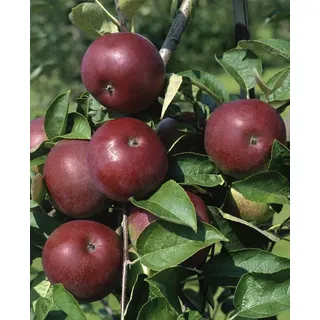 Pflanzen Für Dich Malus domestica 'McIntosh', Apfelbaum, 125–150 cm