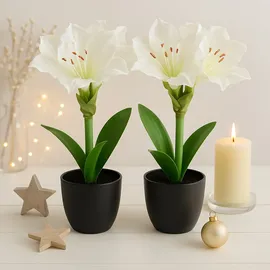 I.GE.A. Kunstblume I.GE.A. "Amaryllis im Topf", weiß, B:17cm H:28cm L:14cm, Polyester, Kunstpflanzen, 2erSet Blume Weihnachtsblume Weihnachtsdeko Winterblume Floristik Deko