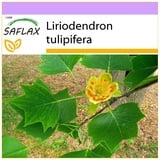 Saflax - Tulpenbaum - 20 Samen - Liriodendron tulipifera