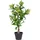 VCM House Nordic, Kunstpflanzen, Skimmia (75 cm