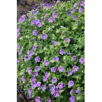 Pflanzen Für Dich Geranium x magnificum 'Anemoniflorum' Storchschnabel, ca.