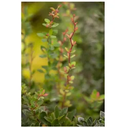 Berberis buxifolia 'Nana', Zwerg-Berberitze, kompakt, 30–40 cm